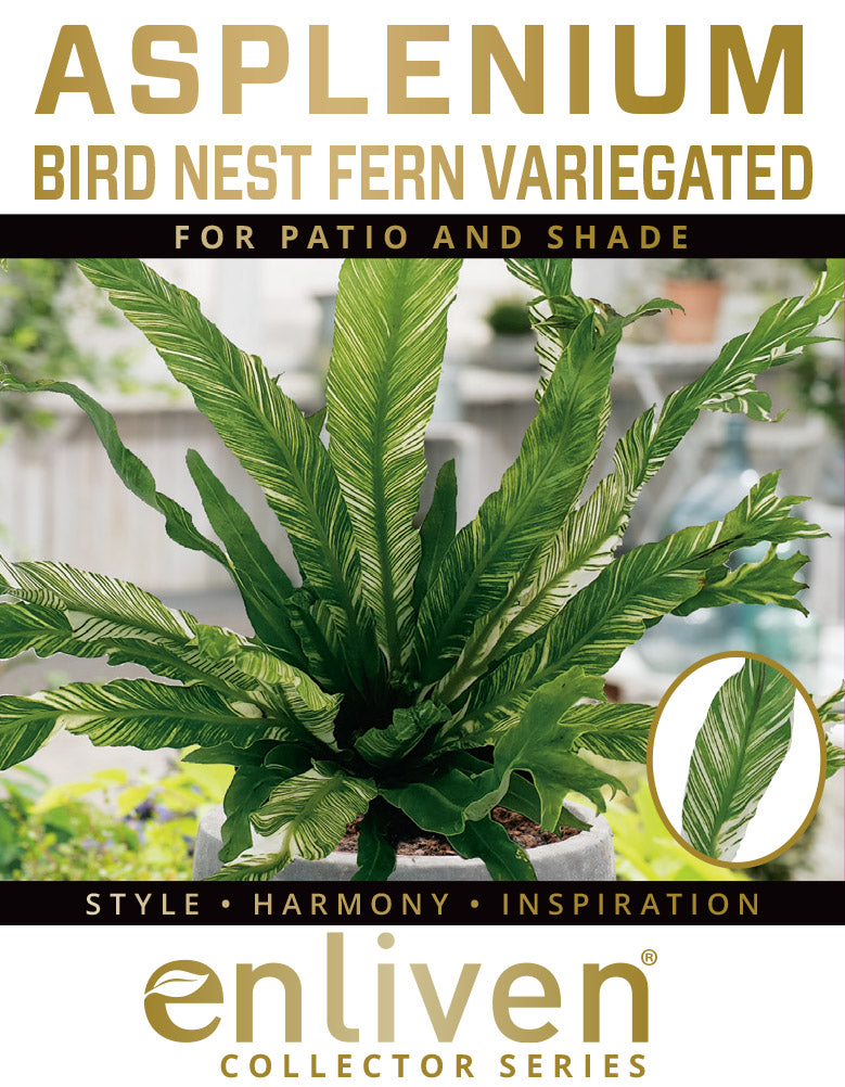 bird nest fern variegated Fern Asplenium nidus Variegata