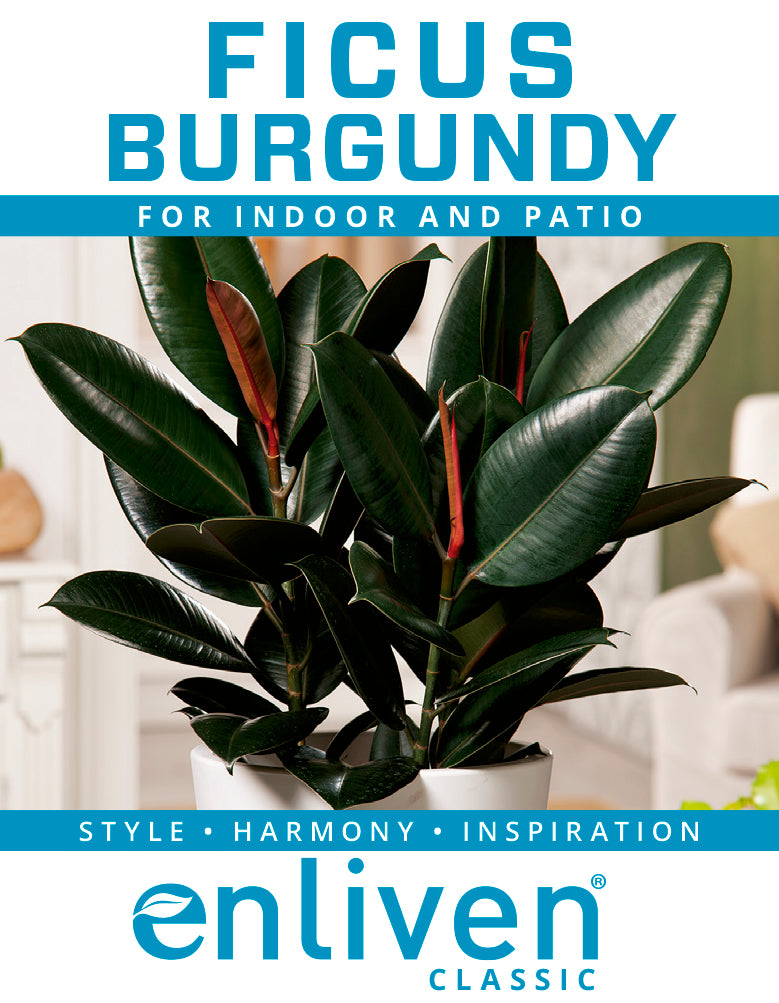 Ficus elastica Burgandy