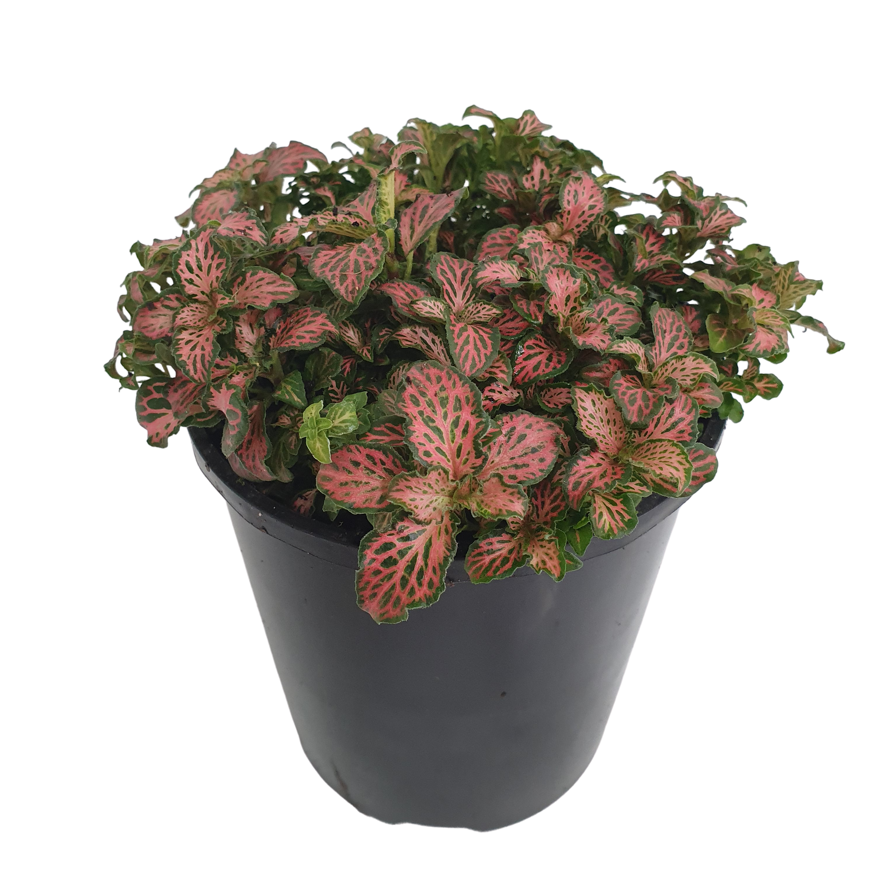 Fittonia verschaffeltii Red Cloud