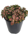 Fittonia verschaffeltii Red Cloud