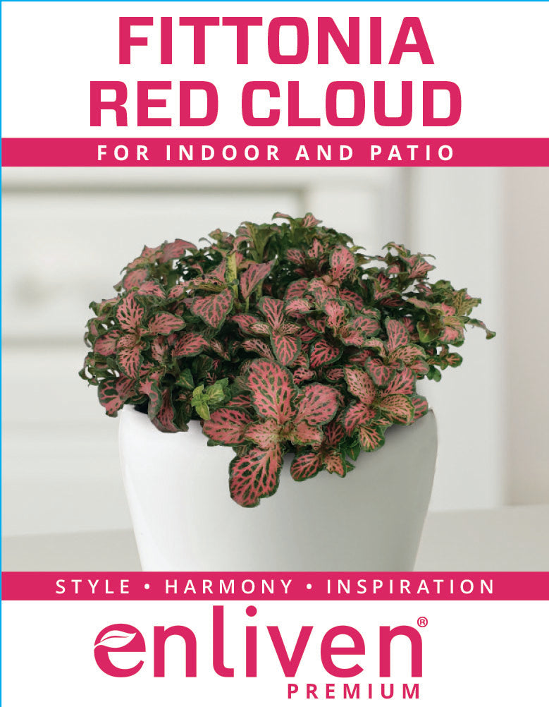 Fittonia verschaffeltii Red Cloud