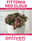 Fittonia verschaffeltii Red Cloud