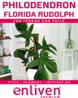 Philodendron pedatum Florida Rudolph