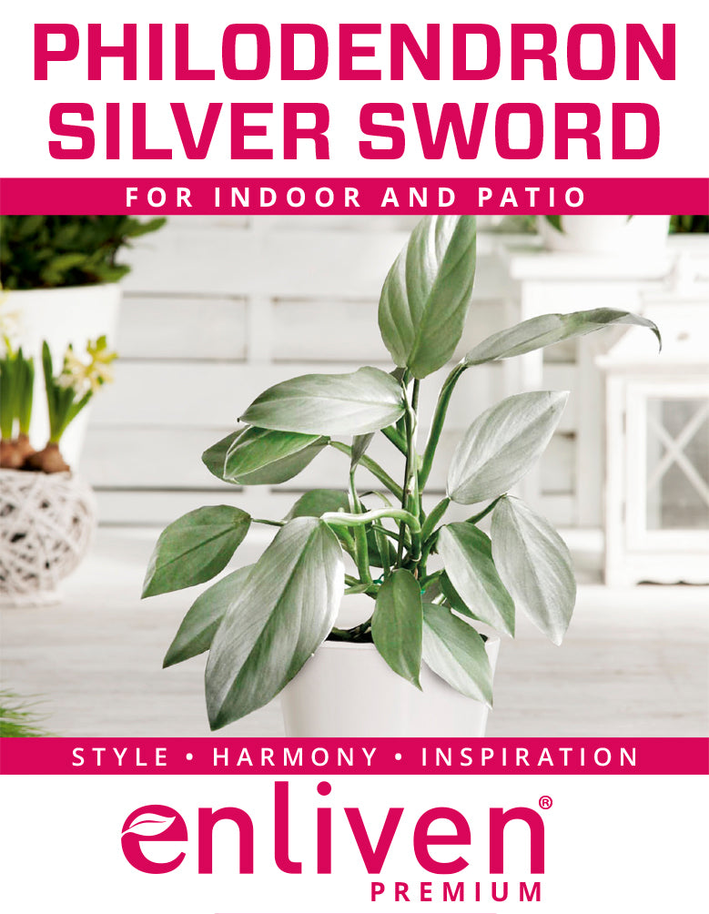 Philodendron hastatum Silver Sword - Perfectly Imperfect Plants - reverted from variegated crop