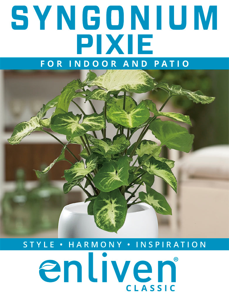 Syngonium podophyllum Pixie