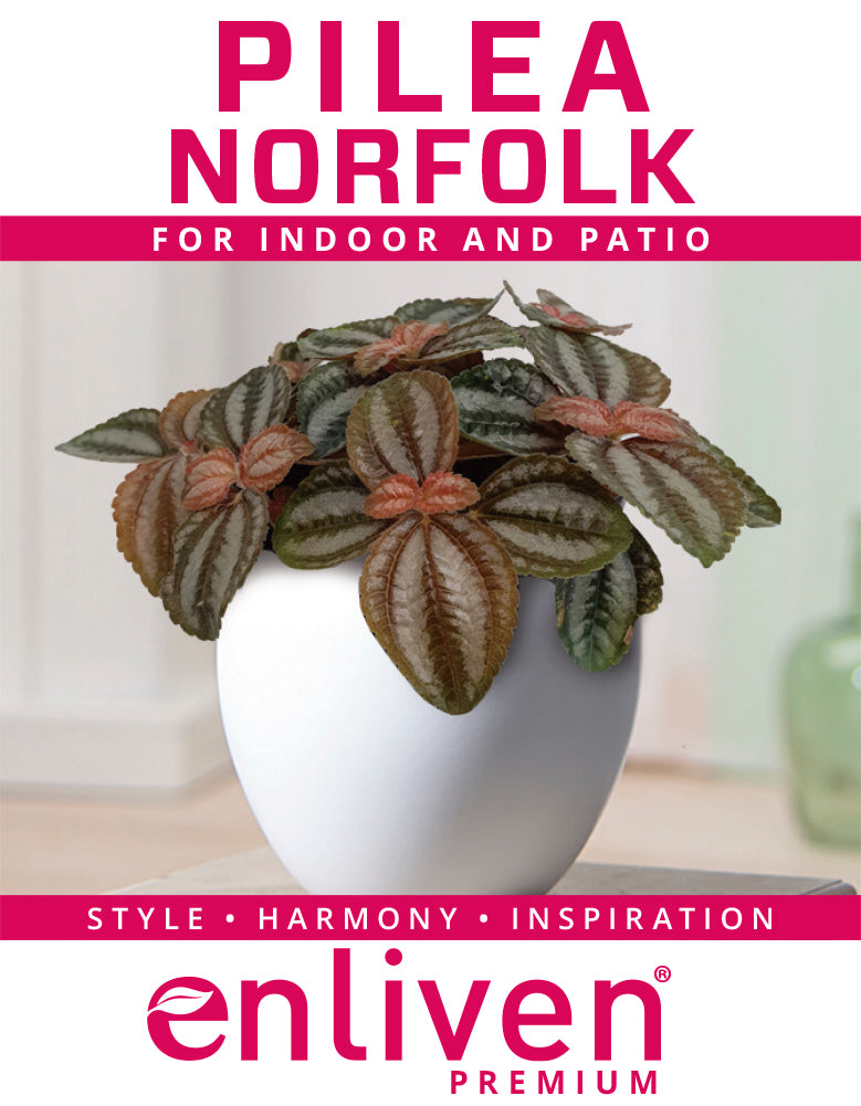 Pilea involucrata 'Norfolk'