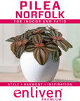 Pilea involucrata 'Norfolk'