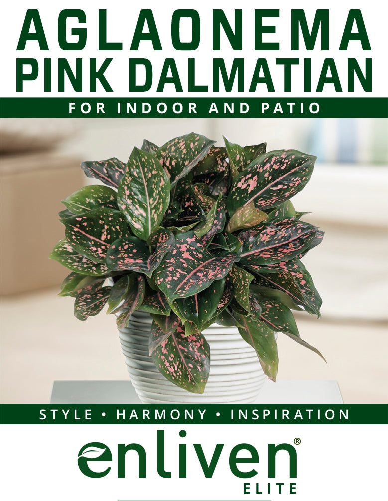 Aglaonema commutatum 'Pink Dalmation'