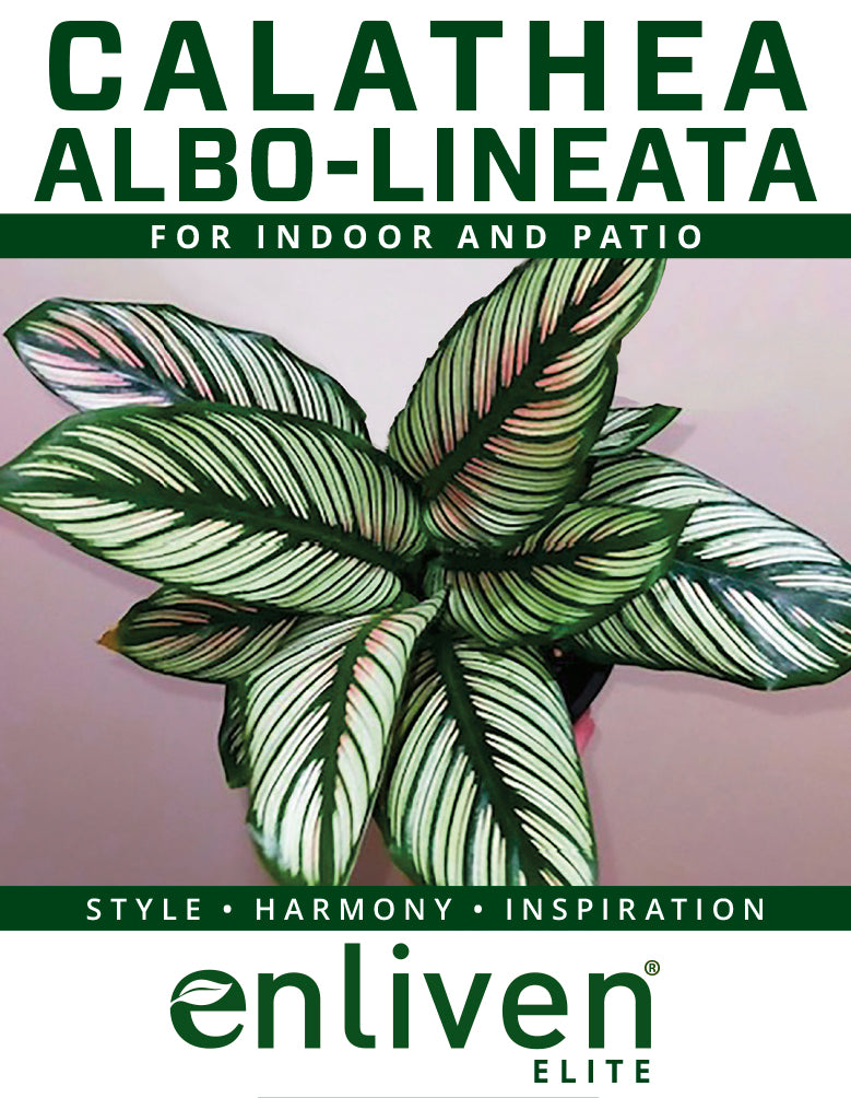 Calathea majestica 'Albo-lineata'