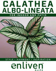Calathea majestica 'Albo-lineata'