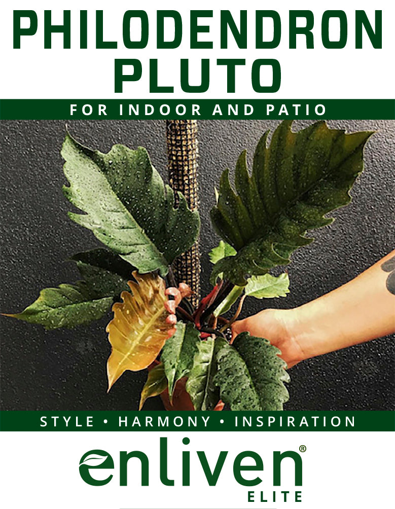 philodendron serratum Pluto- Perfectly Imperfect - Reverted from the Philodendron Caramel Marble crop