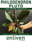 philodendron serratum Pluto- Perfectly Imperfect - Reverted from the Philodendron Caramel Marble crop