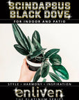 Scindapsus treubii Black Dove