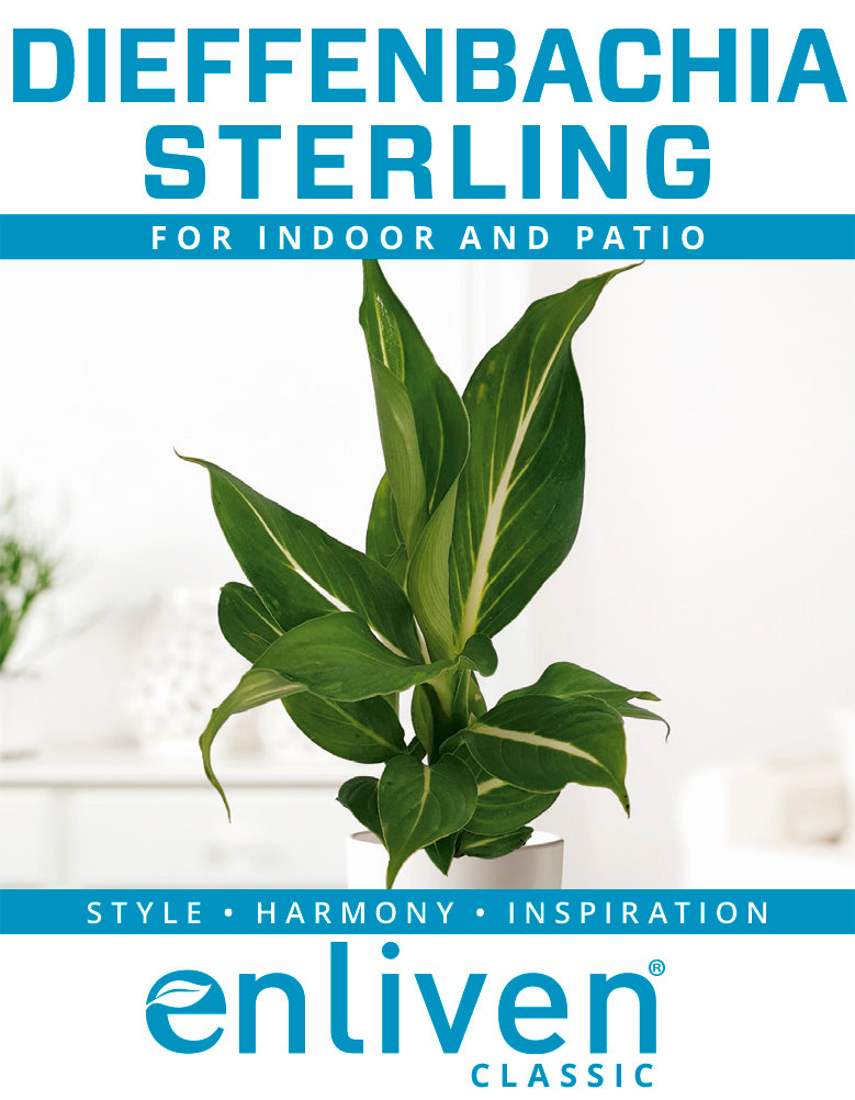 Dieffenbachia maculata Sterling