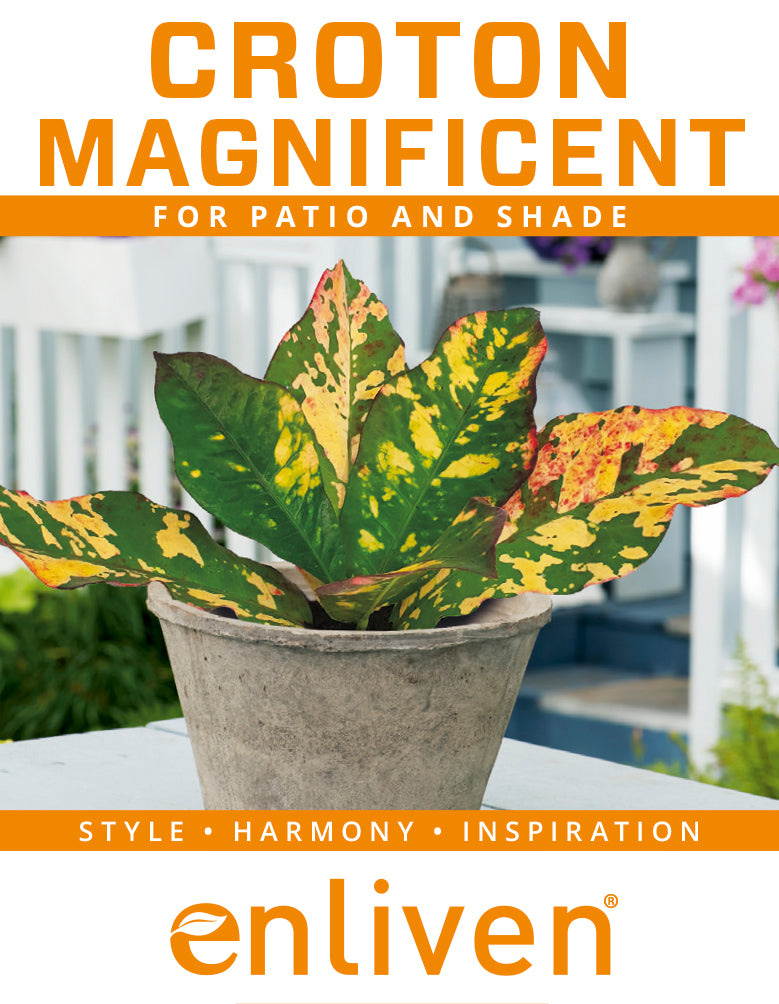Codiaeum variegatum Croton Magnificent