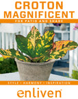 Codiaeum variegatum Croton Magnificent