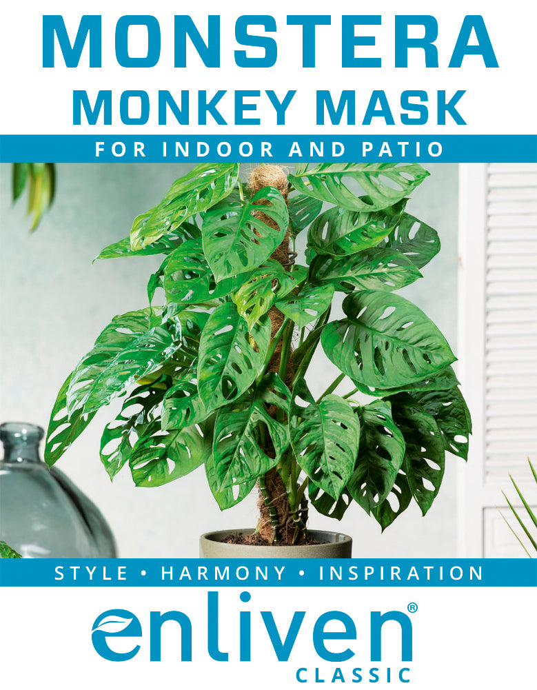 Monstera friedrichsthalii 'Monkey Mask'