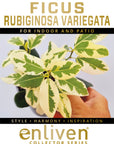 Ficus rubiginosa variegata