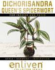 Dichorisandra reginae Queens Spiderwort
