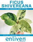 Ficus elastica Shivereana