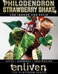 Philodendron erubescens Strawberry Shake