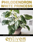 Philodendron erubescens White Princess