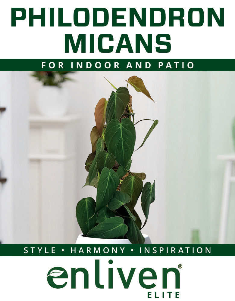 Philodendron Micans 'Pink Mint'