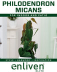 Philodendron Micans 'Pink Mint'