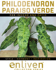 Philodendron imbe Paraiso Verde