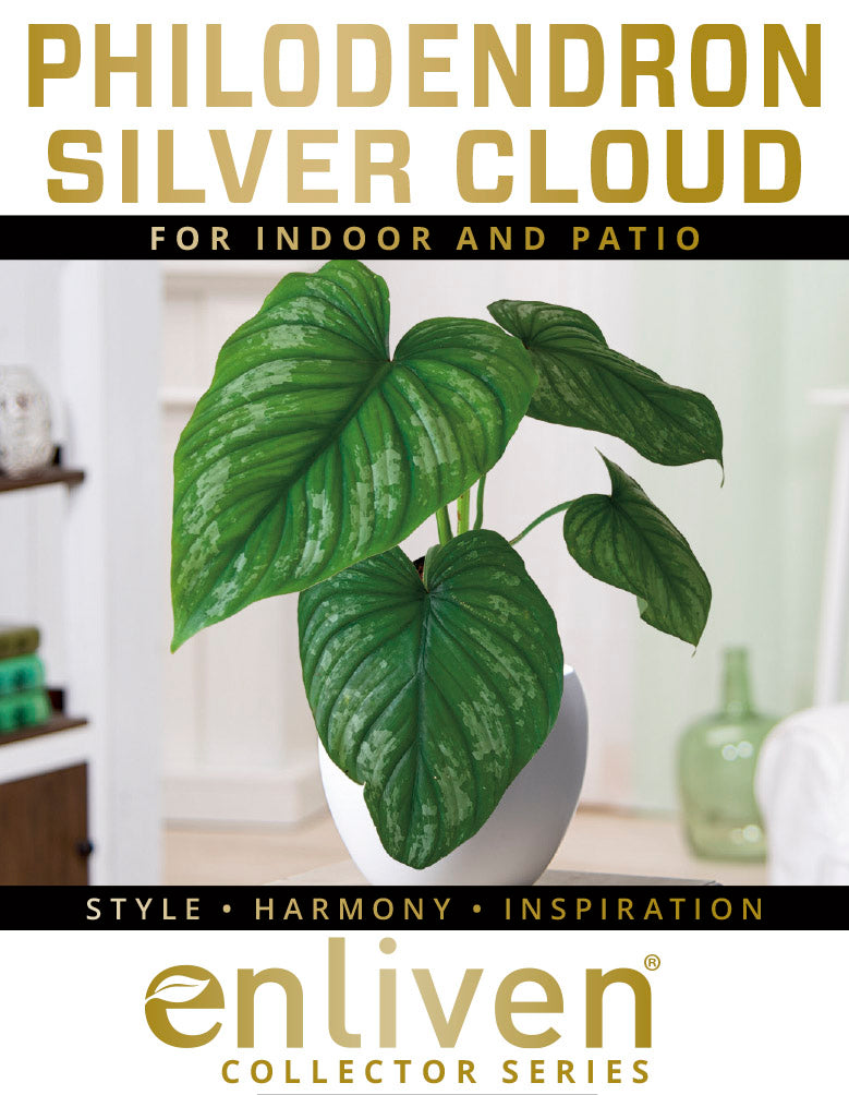 Philodendron mamei 'Silver Cloud'