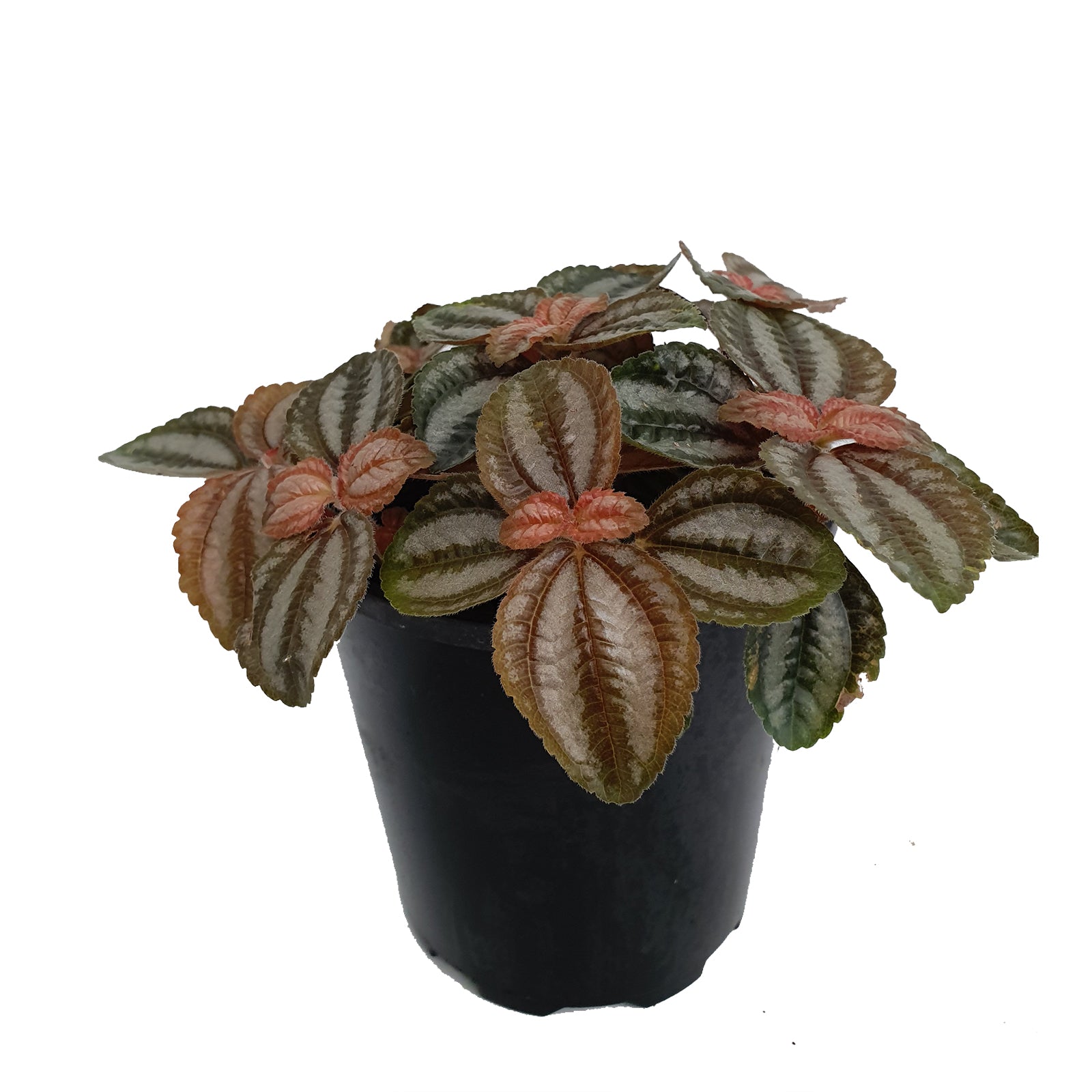 Pilea involucrata 'Norfolk'