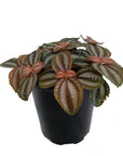 Pilea involucrata 'Norfolk'