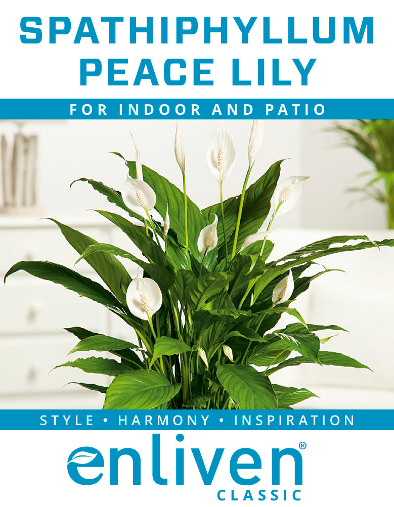 Spathiphyllum floribundum Peace Lily