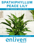 Spathiphyllum floribundum Peace Lily
