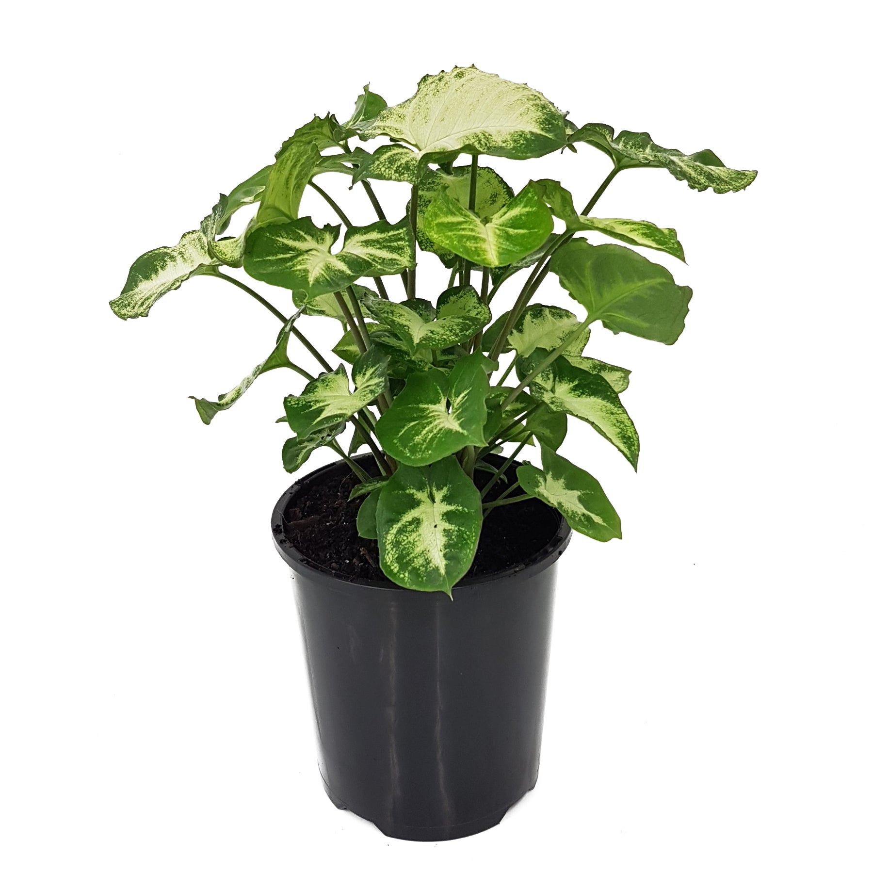 Syngonium podophyllum Pixie