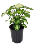 Syngonium podophyllum Pixie