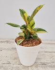 Ficus elastica Shivereana